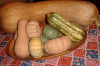 /album/fotos-e-palavras/abbora-1-jpg/